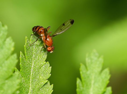 WINZLING AUF ENTDECKUNGSREISE