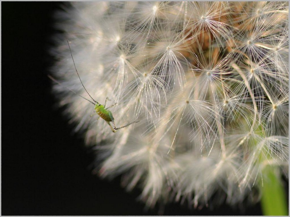 Winzling auf Pusteblume