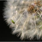 Winzling auf Pusteblume