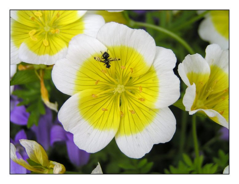 Winzling auf Spiegeleiblume