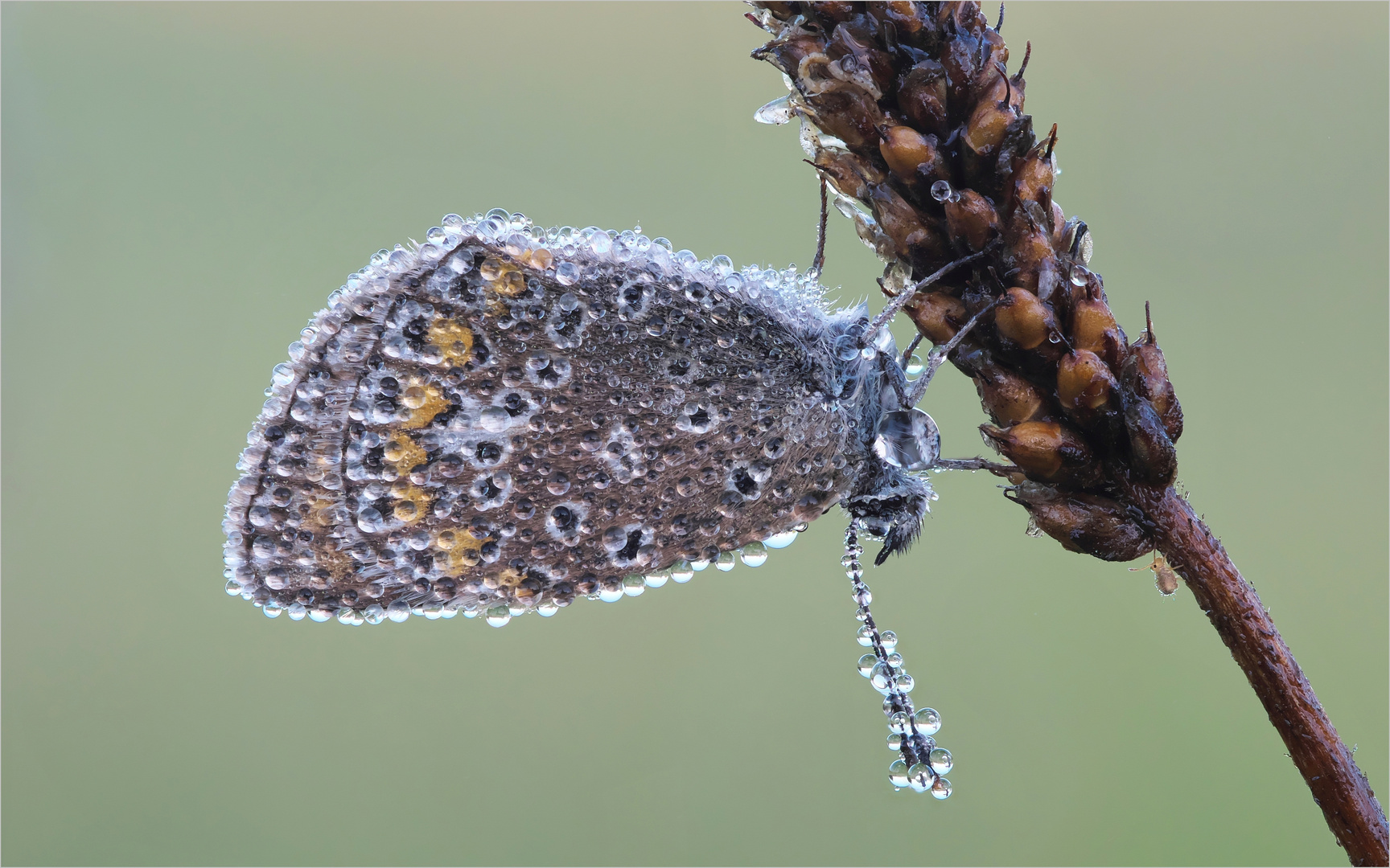 Winzling  & Schmetterling