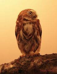 winzling3 /Pygmy-Owl - Glaucidium brasilianum