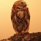 winzling3 /Pygmy-Owl - Glaucidium brasilianum