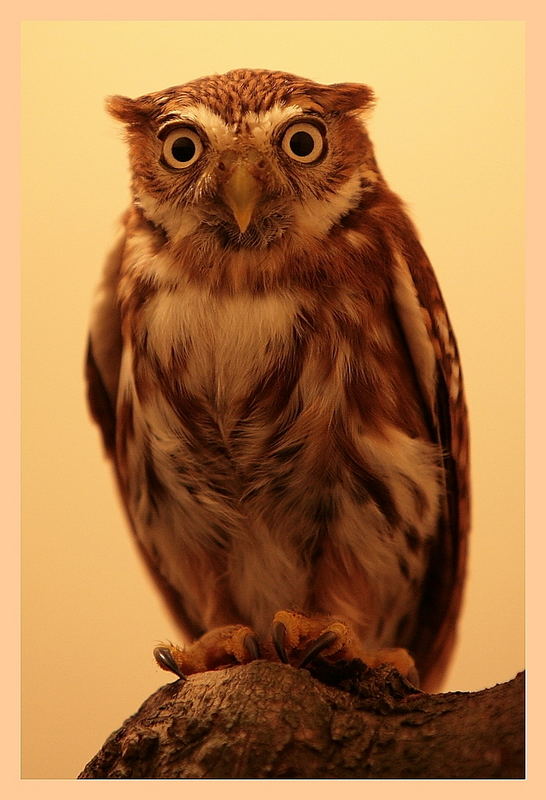 winzling4 /Pygmy-Owl - Glaucidium brasilianum