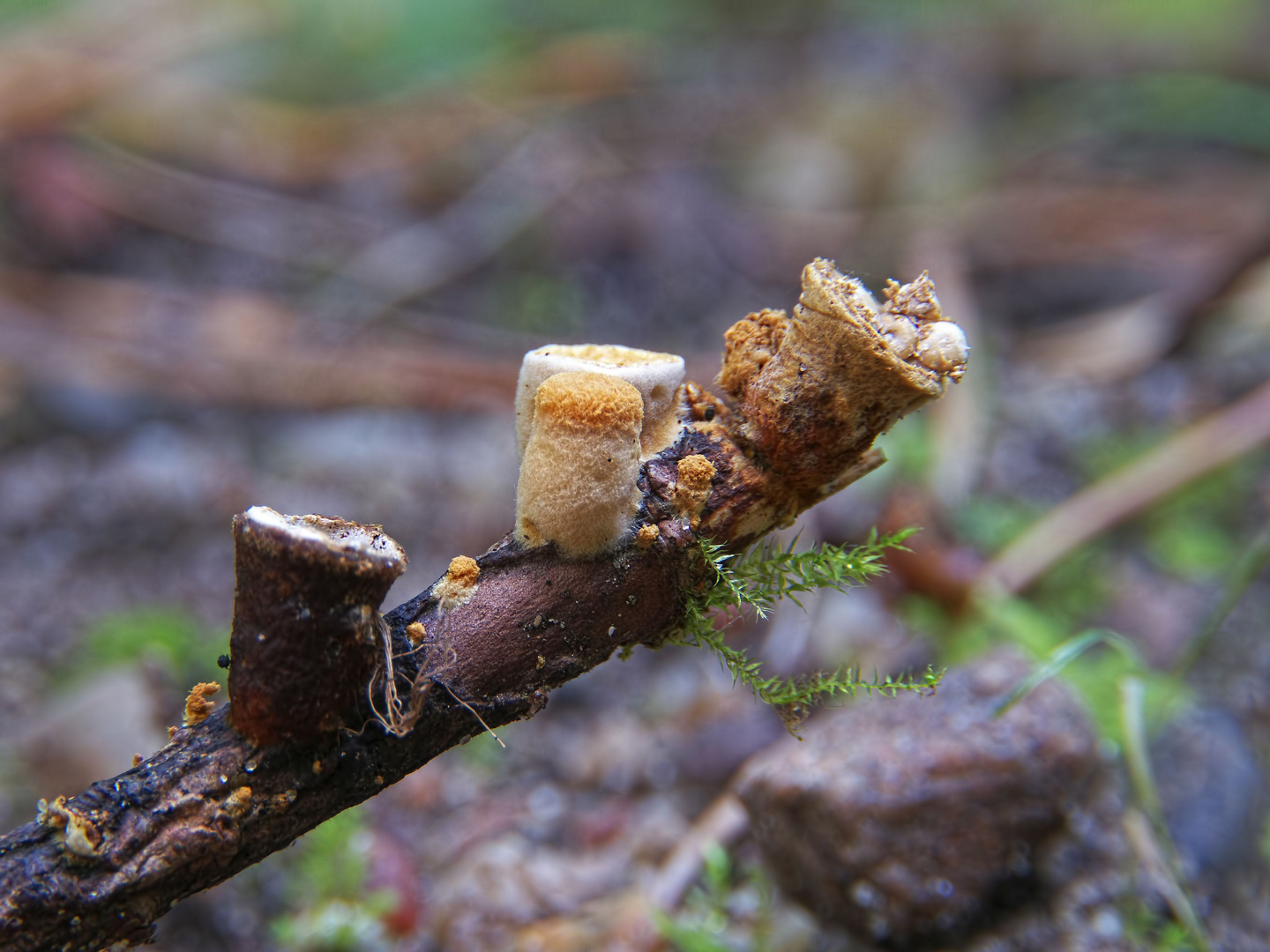 Winzlinge am Stöckchen