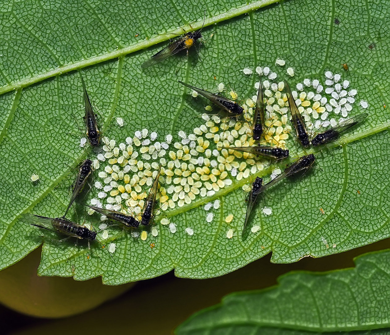 Winzlinge: Blattläuse (Periphyllus aceris)