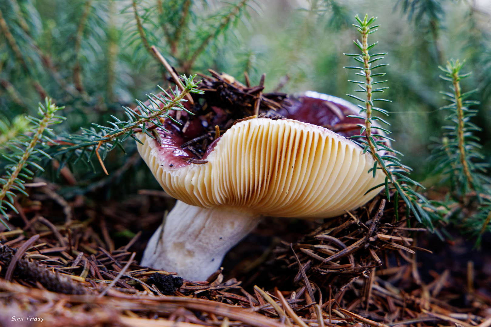 Winzlinge im Wald