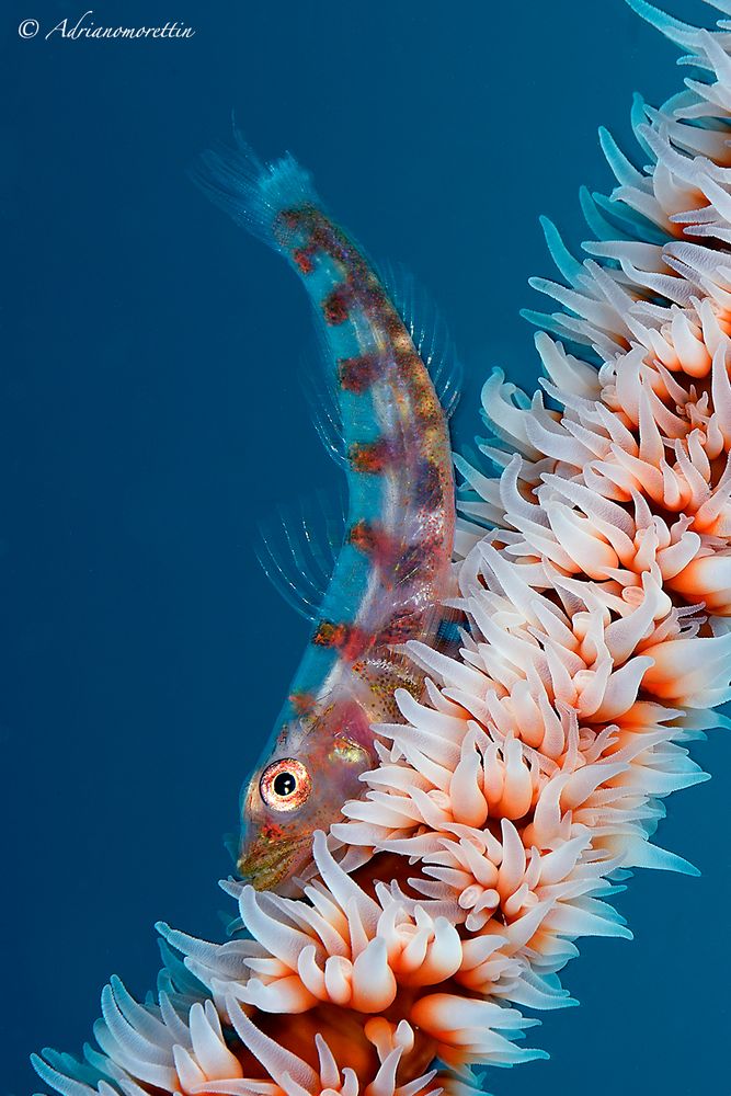 Wipe coral goby