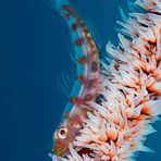 Wipe coral goby