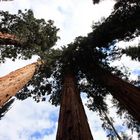 Wipfel der Mammutbäume (Sequoiadendron giganteum)