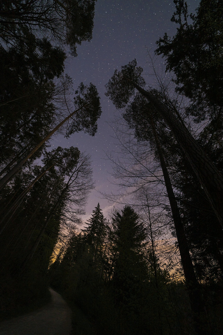 Wipfel Foto & Bild landschaft, wald, wege und pfade Bilder auf