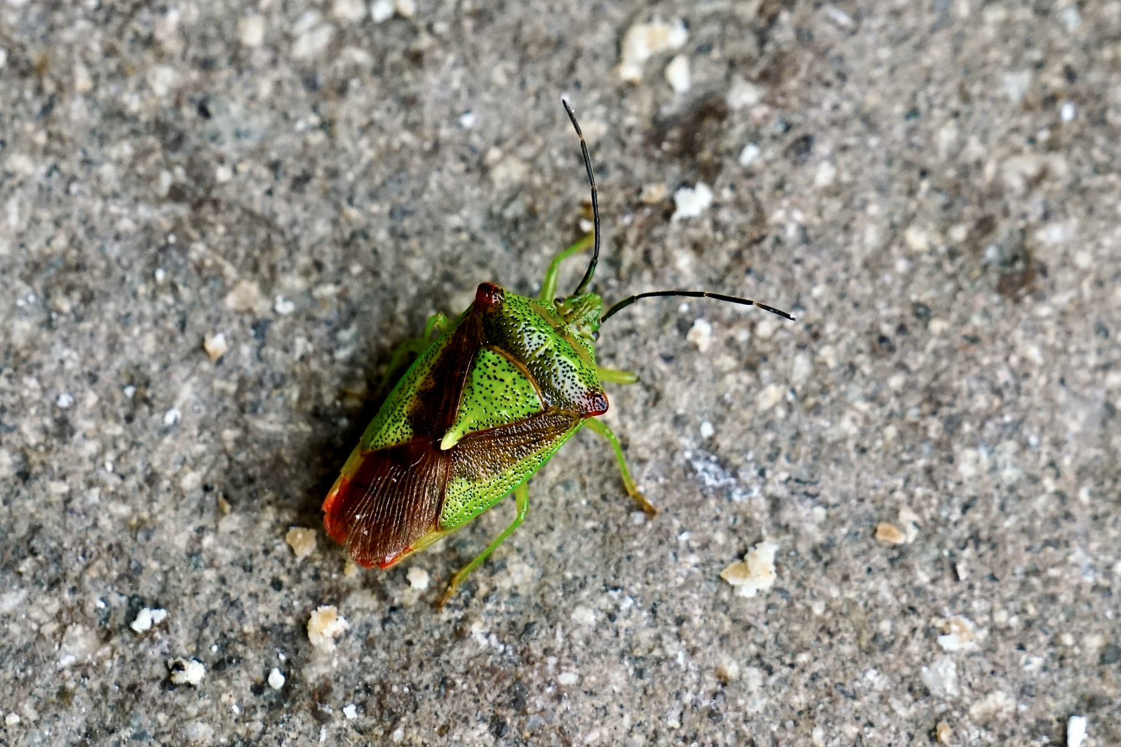 Wipfel-Stachelwanze (Acanthosoma haemorrhoidale)