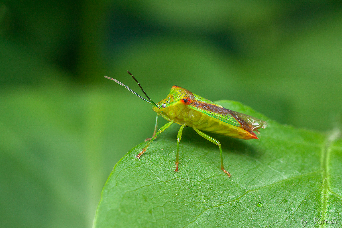 Wipfel-Stachelwanze (Acanthosoma haemorrhoidale)