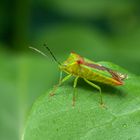 Wipfel-Stachelwanze (Acanthosoma haemorrhoidale)