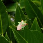 Wipfel-Stachelwanze (Acanthosoma haemorrhoidale)