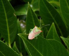 Wipfel-Stachelwanze (Acanthosoma haemorrhoidale)