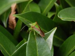 Wipfel-Stachelwanze (Acanthosoma haemorrhoidale) auf Kirschlorbeer