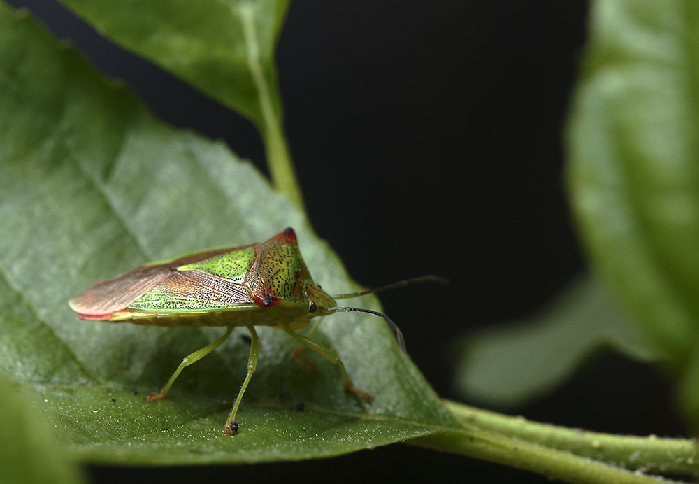 Wipfel-Stachelwanze (Acanthosoma haemorrhoidale)