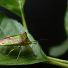 Wipfel-Stachelwanze (Acanthosoma haemorrhoidale)