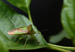 Wipfel-Stachelwanze (Acanthosoma haemorrhoidale)