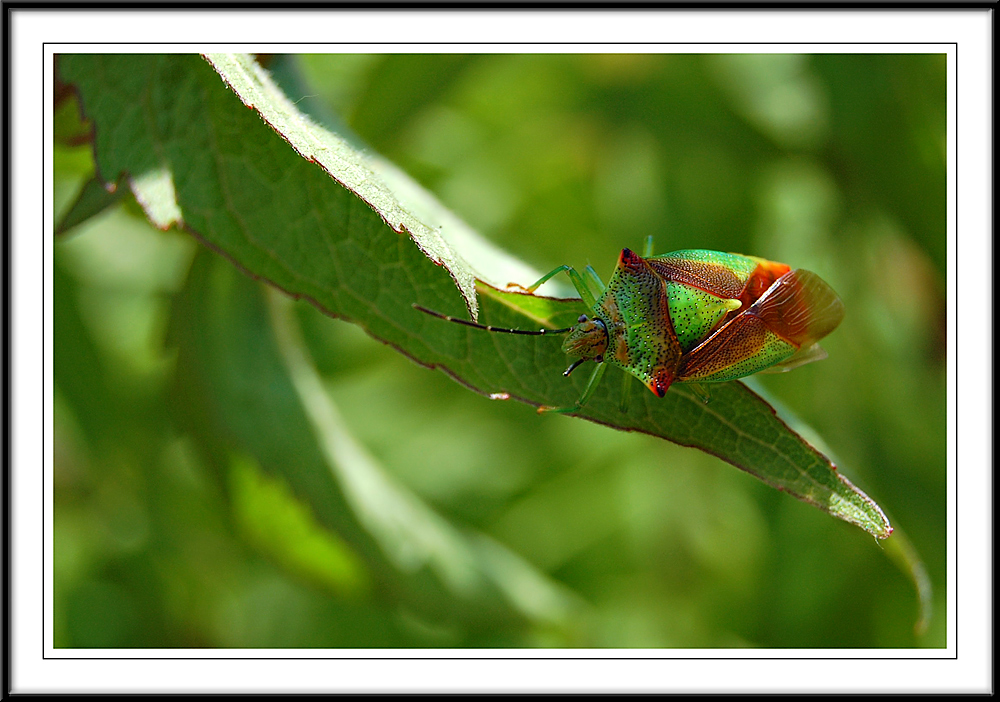 Wipfel-Stachelwanze ( Acanthosoma haemorrhoidale )