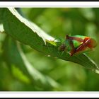 Wipfel-Stachelwanze ( Acanthosoma haemorrhoidale )