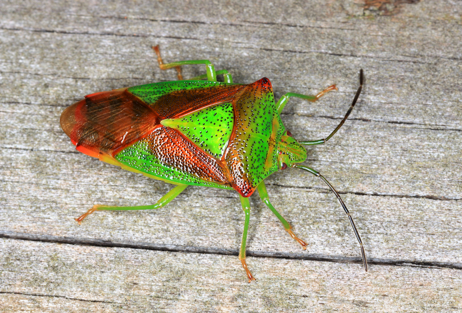 Wipfel-Stachelwanze, Hawthorn shield bug, Acanthosoma haemorrhoidale