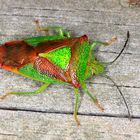 Wipfel-Stachelwanze, Hawthorn shield bug, Acanthosoma haemorrhoidale