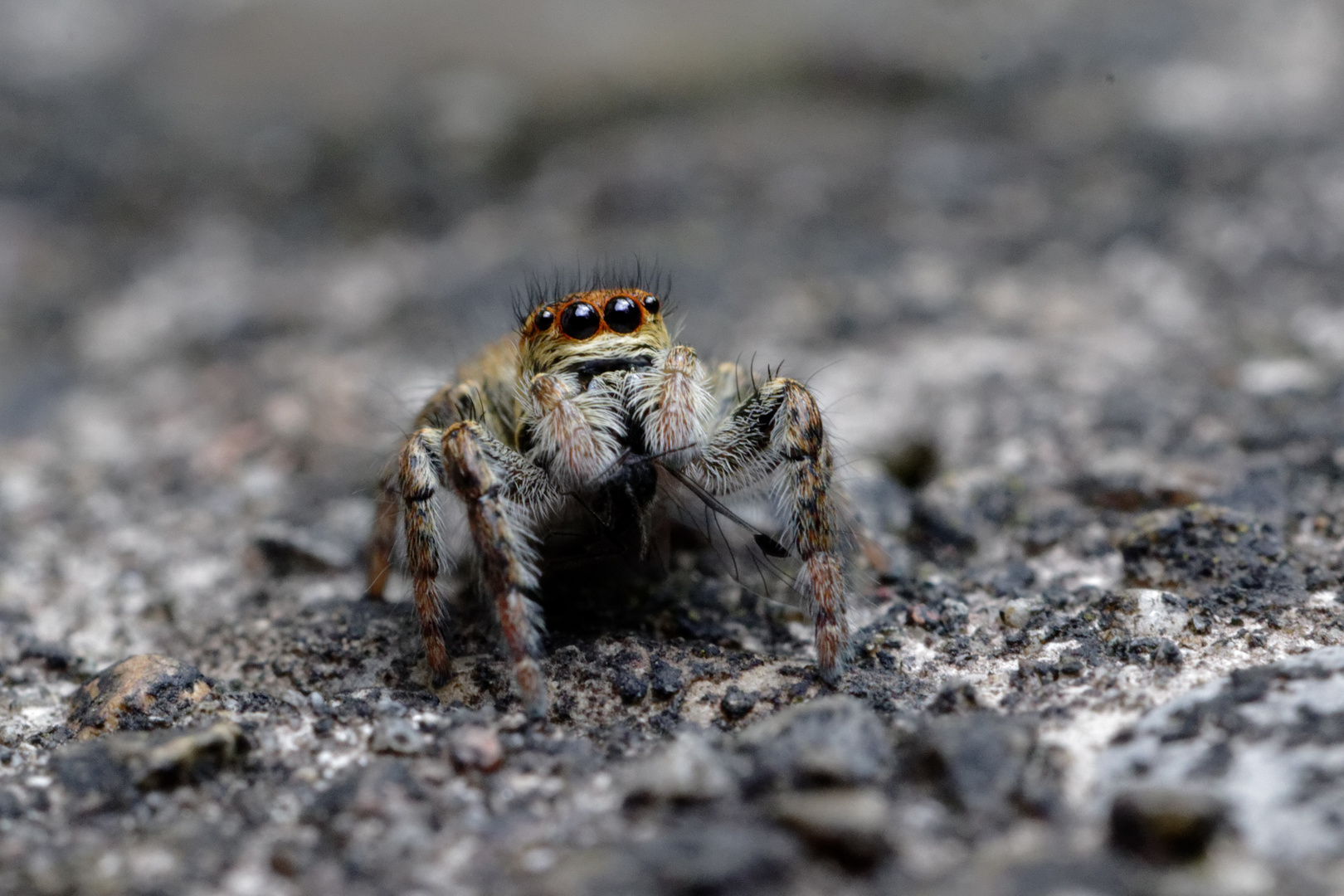 Wipfelspringerin mit kleinem Snack