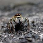 Wipfelspringerin mit kleinem Snack