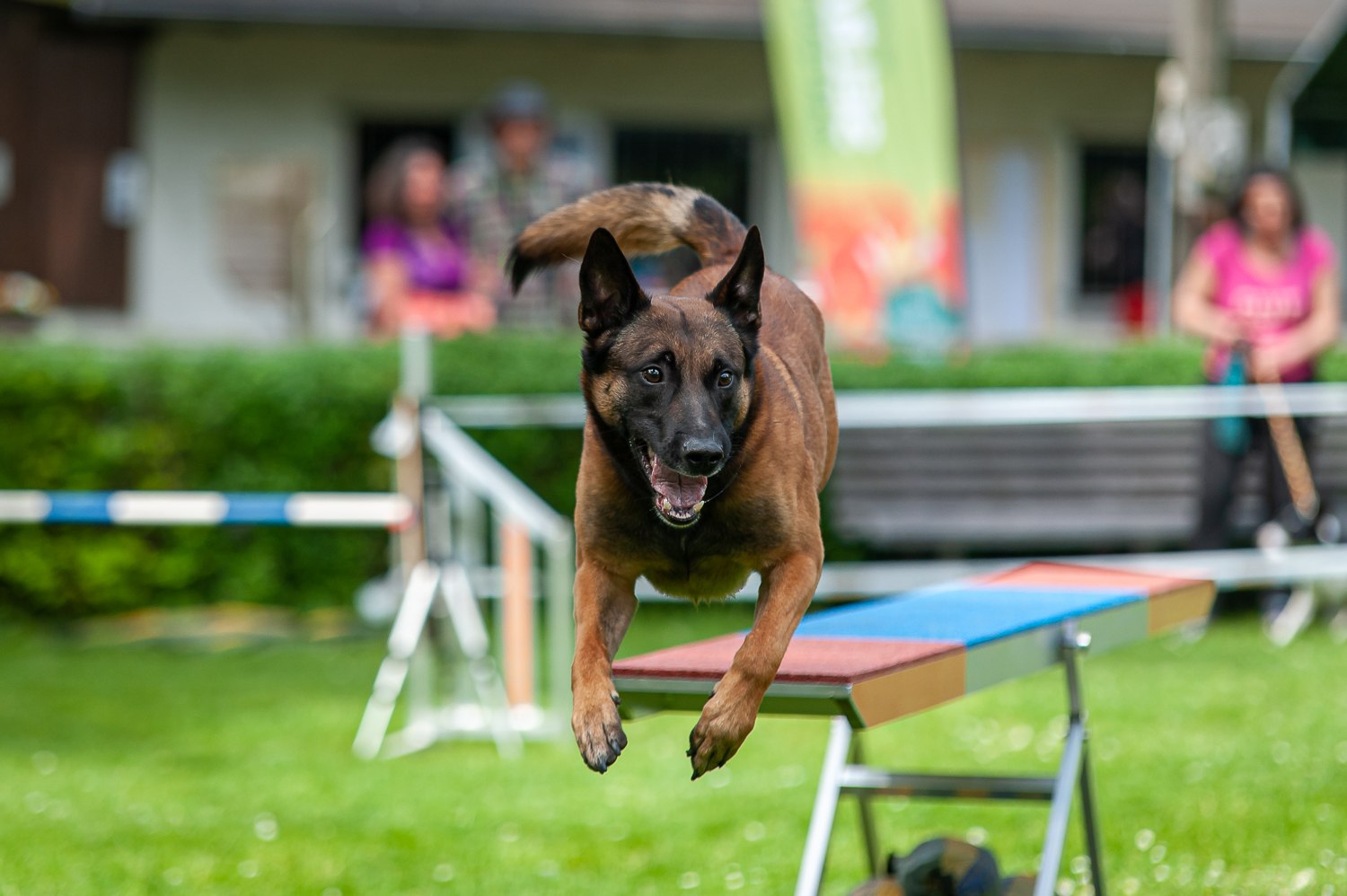 Wippe - Agility