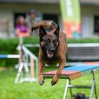 Wippe - Agility