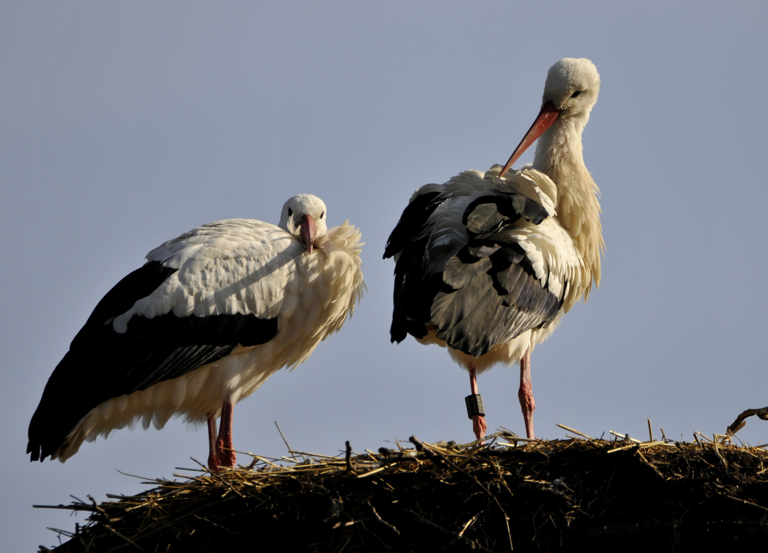 Wir Bauen uns ein Nest