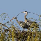 Wir bauen uns ein Nest