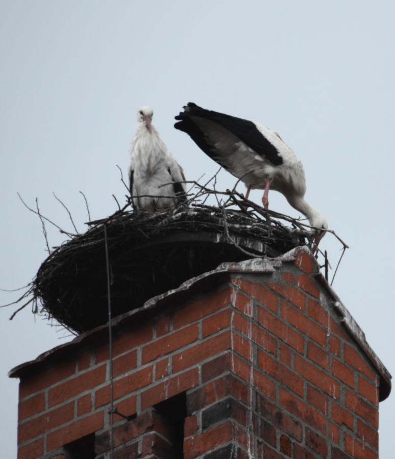 wir bauen uns unser eigenes Nest....