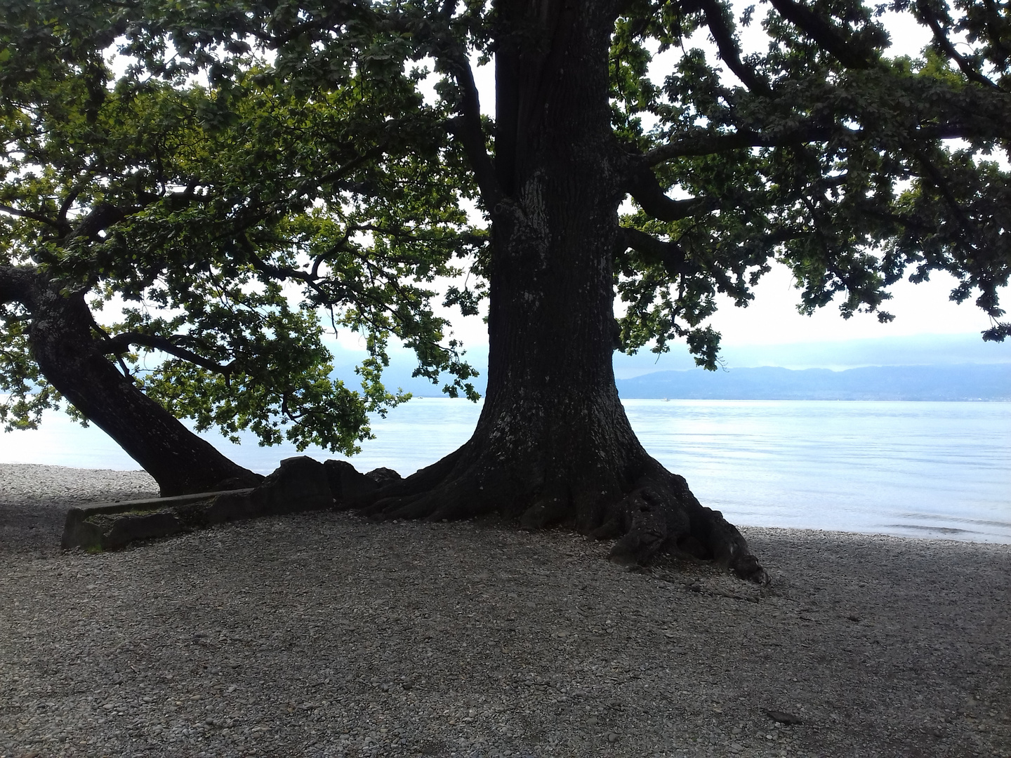 WIR BLEIBEN AM BODENSEE