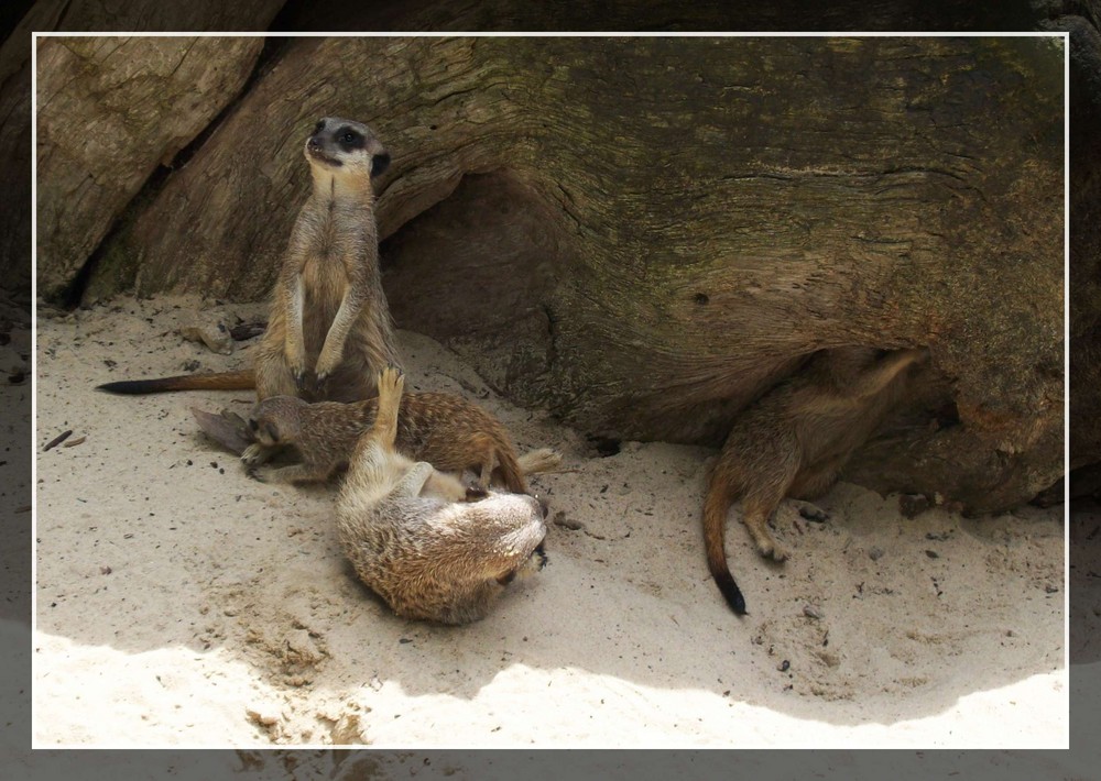 Wir bleiben im Schatten!