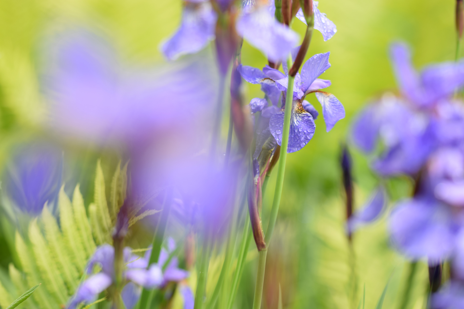 wir bleiben wach bis die Blüten wieder lila sind