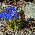 "Wir blühen jetzt zu Dritt" und der Frühlingsenzian (Gentiana verna)  auf dem anderen Standort... 