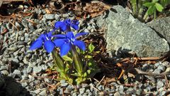 "Wir blühen jetzt zu Dritt" und der Frühlingsenzian (Gentiana verna)  auf dem anderen Standort... 