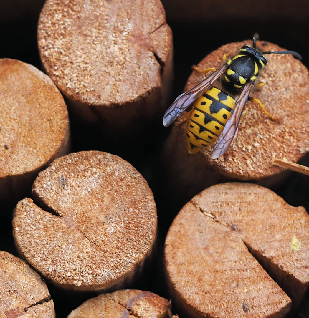 Wir brauchen Holz …