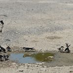 Wir brauchen mehr Dorfpfützen 03