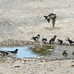 Wir brauchen mehr Dorfpfützen 07