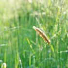 Wir brauchen mehr Gras