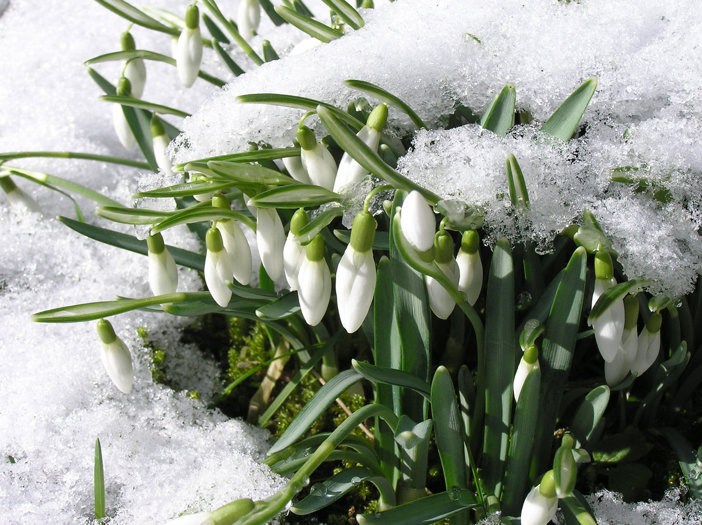 Wir bringen den Frühling