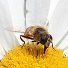 Wir bzw. unsere Margeriten haben Besuch...