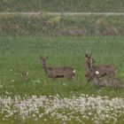 Wir dachten der Winter wäre vorbei