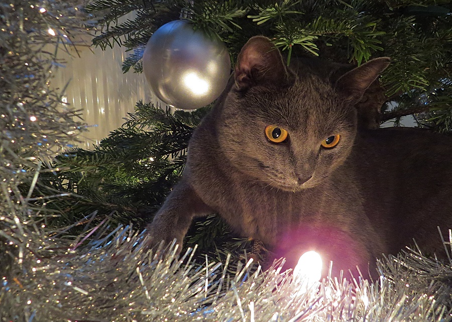 Wir dekorieren den Baum um :-)