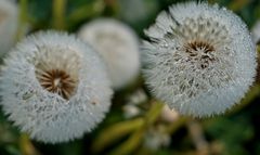 Wir drei von der Pusteblumenbrigade