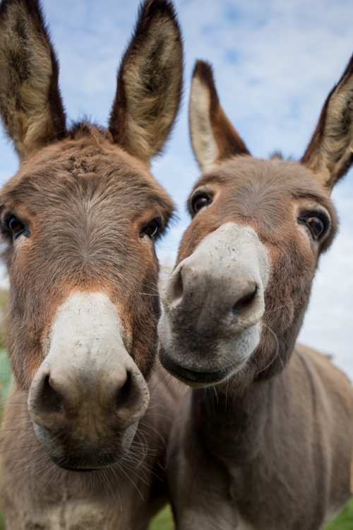 Wir Esel... Foto & Bild | tiere, haustiere, pferde, esel, maultiere
